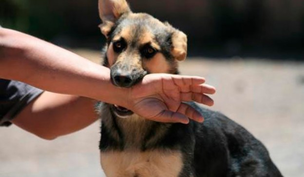 El Mejor Bufete Jurídico de Abogados en Español Especializados en Lesiones por Mordidas de Perro o Mascotas en Fontana California